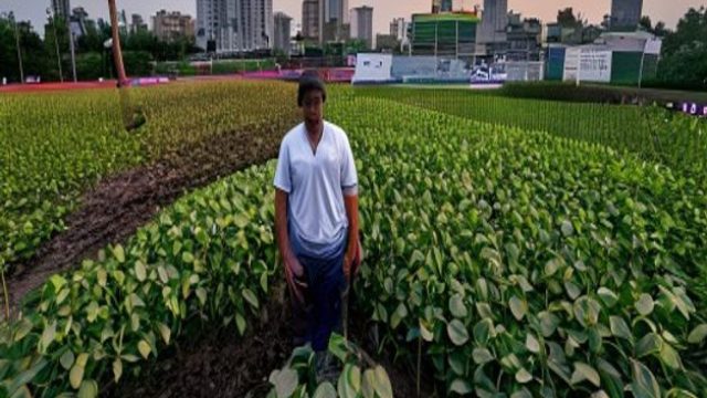 U.S. Soybean Farmers Target China's Market Amid Brazilian Competition | gareth bale pensiun, arogan
