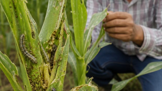 Insect Alert: True Armyworm Infestation Threatens Local Crops | download gta 4 ps3, spadegaming png