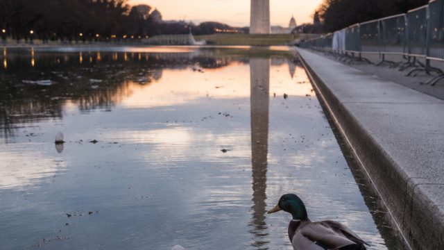 Reflecting Pool Controversy Deepens Amid Vandalism and Wildlife Concerns
