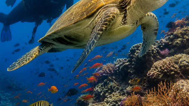 Discovering Marine Wonders: A Dive into Ocean Life