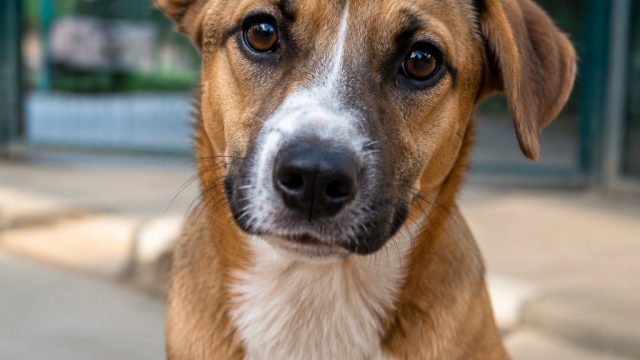 Adopt Timmy: A Gentle Soul Seeking His Forever Home | rtp 4d hari ini, 50 dragons slot machine big w
