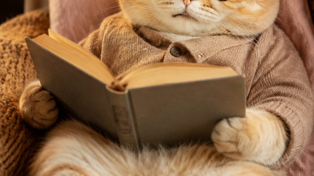 Unwind with Adorable Cat Memes for a Relaxing Afternoon Escape