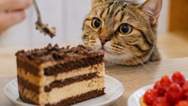 Why Cats Seem Obsessed with Your Desserts: The Sweet Mystery