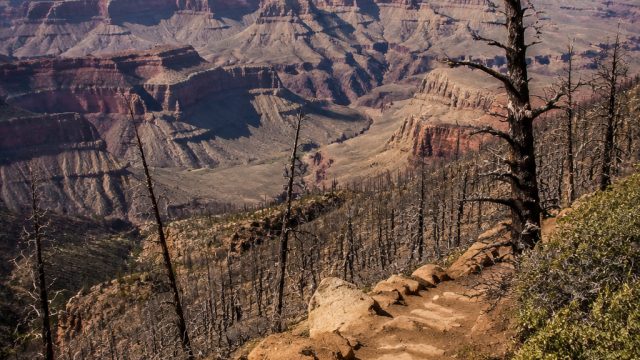 Healing and Renewal: Grand Canyon Reopens After Last Year's Devastating Fire | slot bisa main demo,