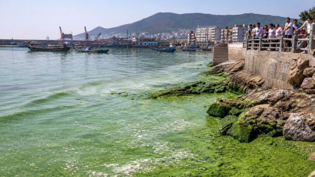 The Broader Implications of Algal Blooms: A Call to Action